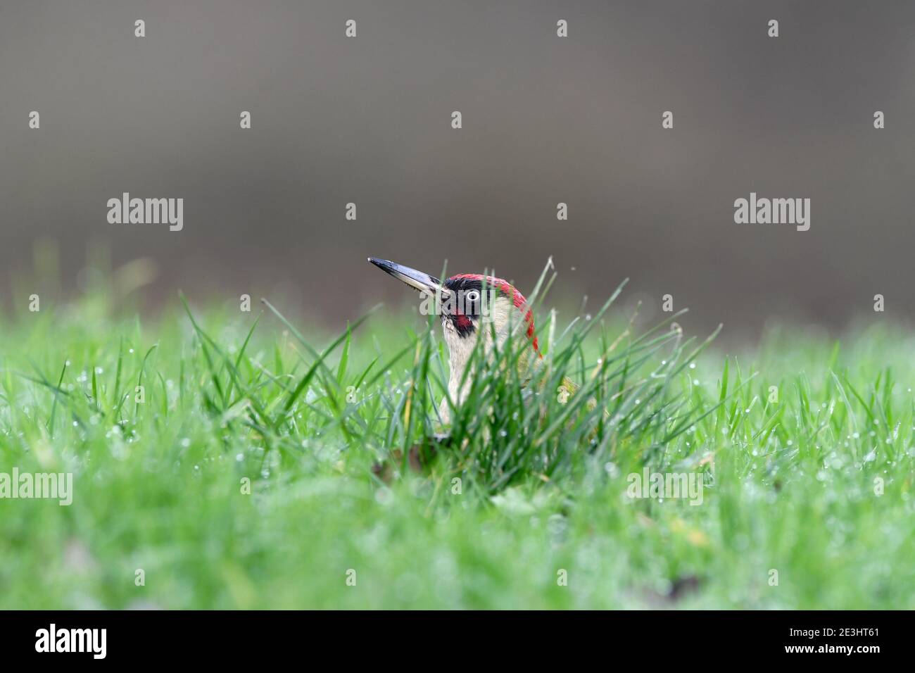 Verde Woodpecker (Picus viridis) macho en suelo de hierba, alimentándose con la fruta de pera caída, Gales, diciembre Foto de stock