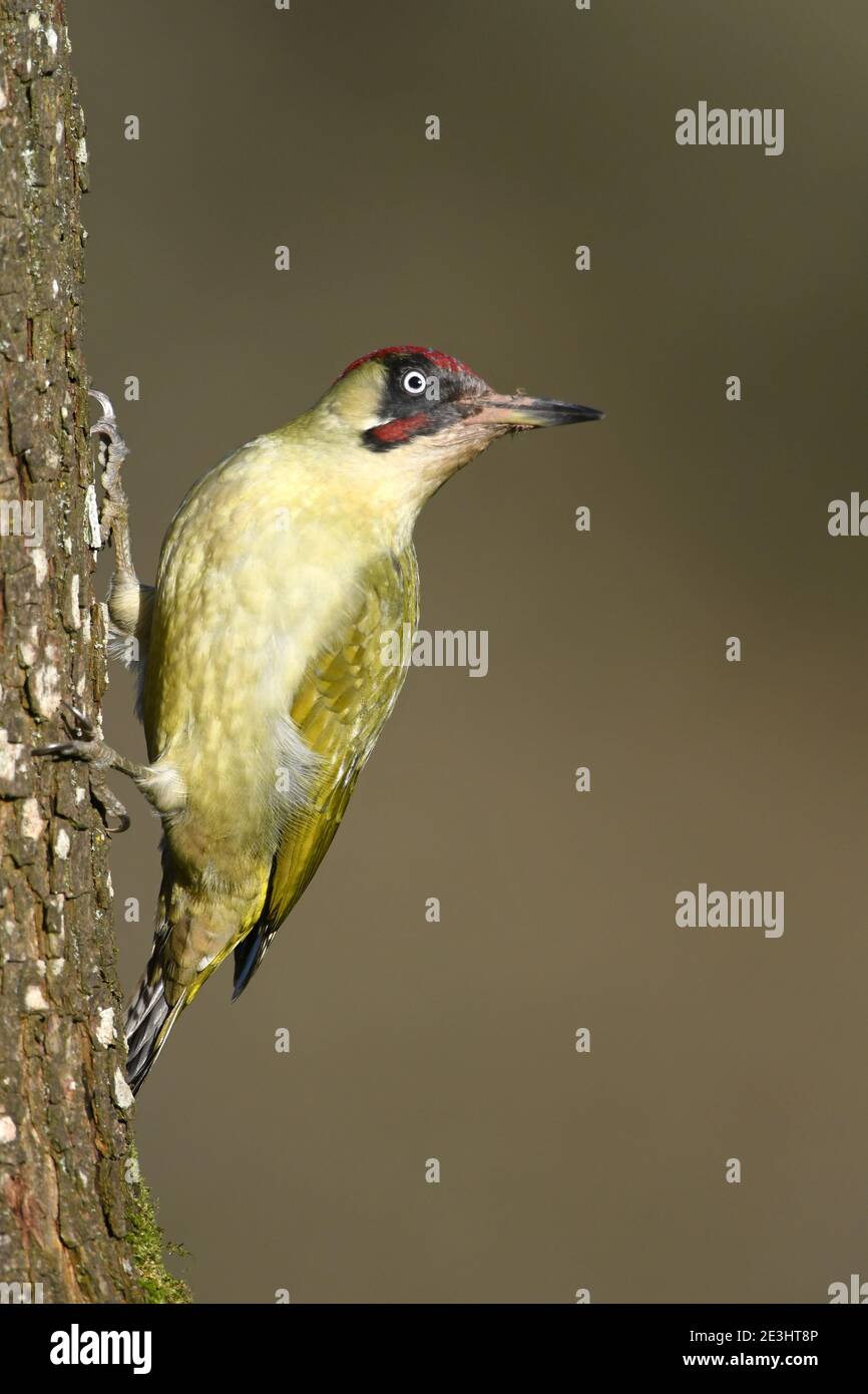 Verde Woodpecker (Picus viridis) macho encaramado en tronco de árbol, Gales, diciembre Foto de stock
