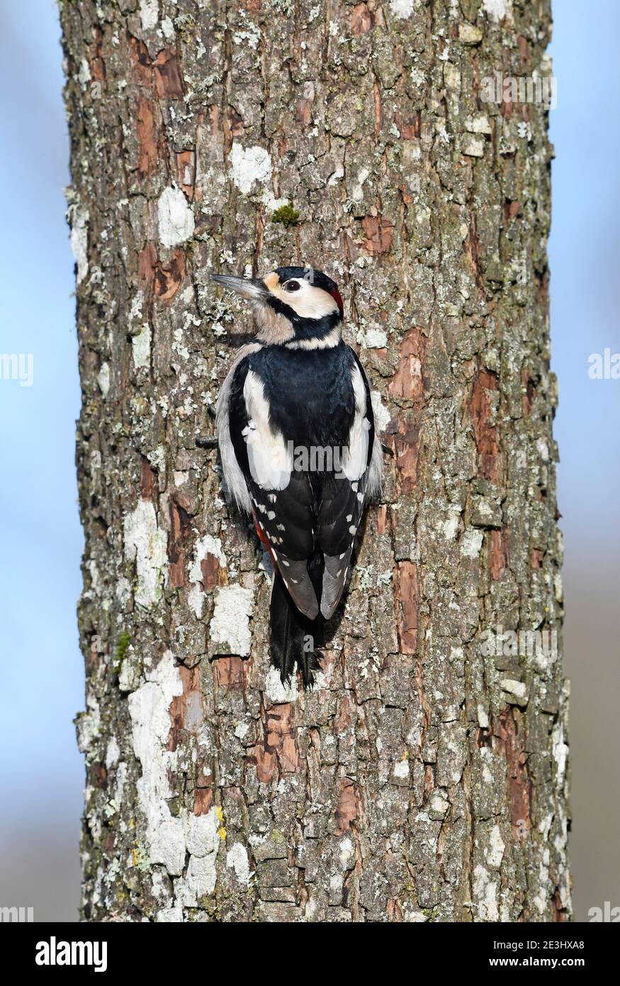 Great Spotted Woodpecker (Dendrocopos mayor) macho encaramado en tronco de árbol, Gales, octubre Foto de stock