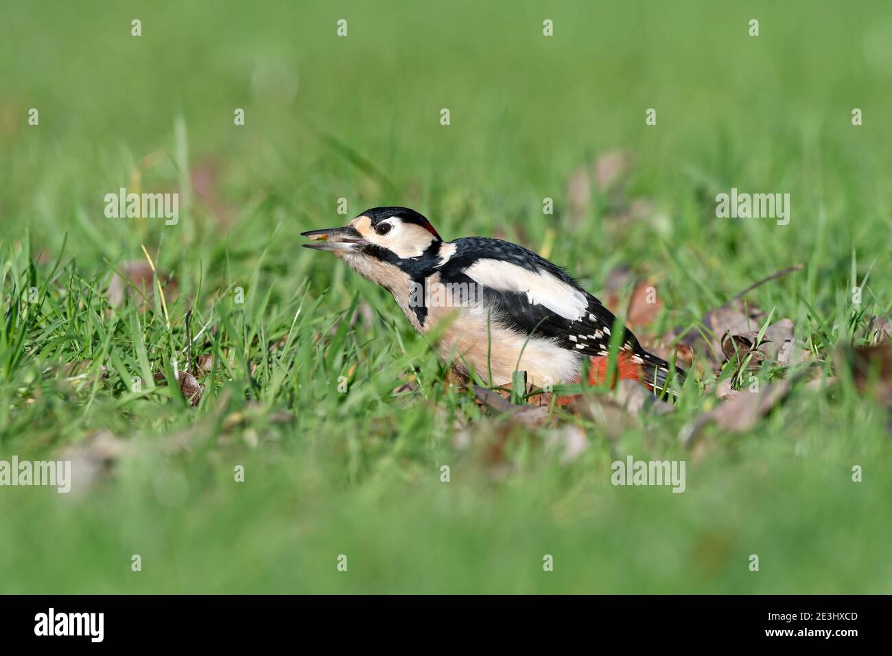 Great Spotted Woodpecker (Dendrocopos mayor) macho de pie sobre suelo de hierba, alimentándose en la fruta, Gales, diciembre Foto de stock