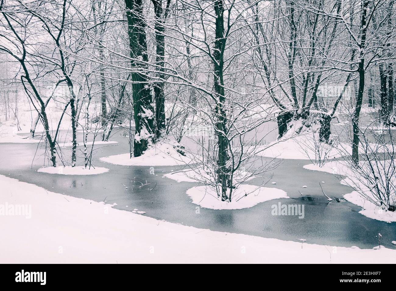 Nieve fresca en denso bosque inundado con agua congelada entre árboles altos Foto de stock