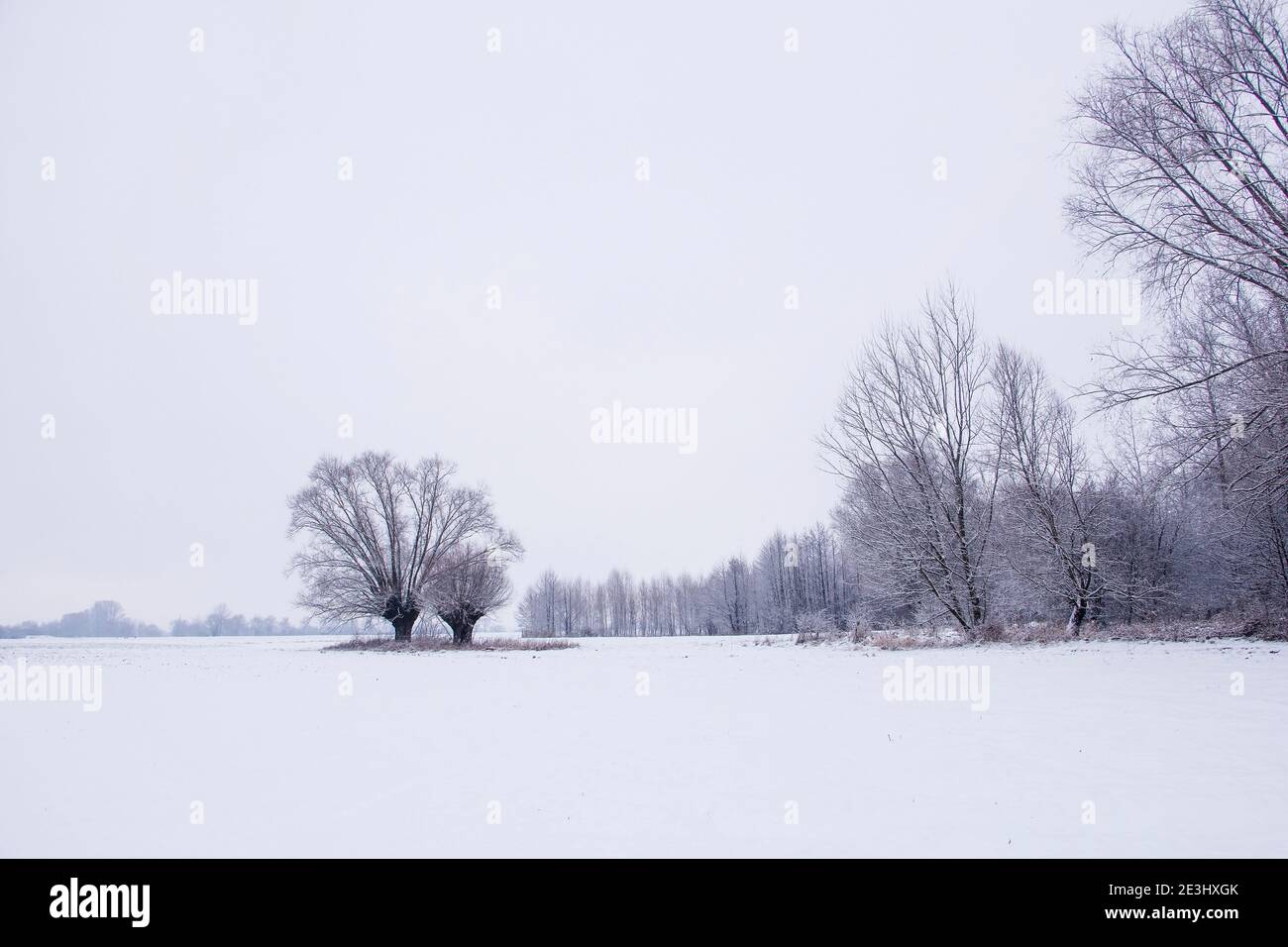 Escena invernal rural con dos sauces en campos de cultivo con nieve en invierno Foto de stock