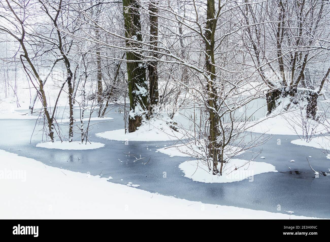 Nieve fresca cubierta de árboles en el bosque con agua inundada congelada en invierno Foto de stock