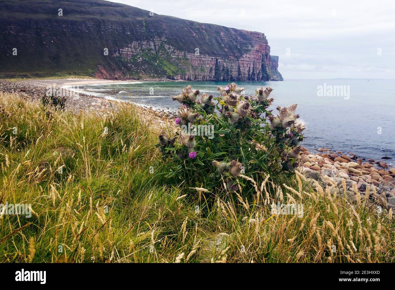 Planta de Thistle en la playa rocosa con acantilado en el fondo Isla escocesa en Orkney Foto de stock