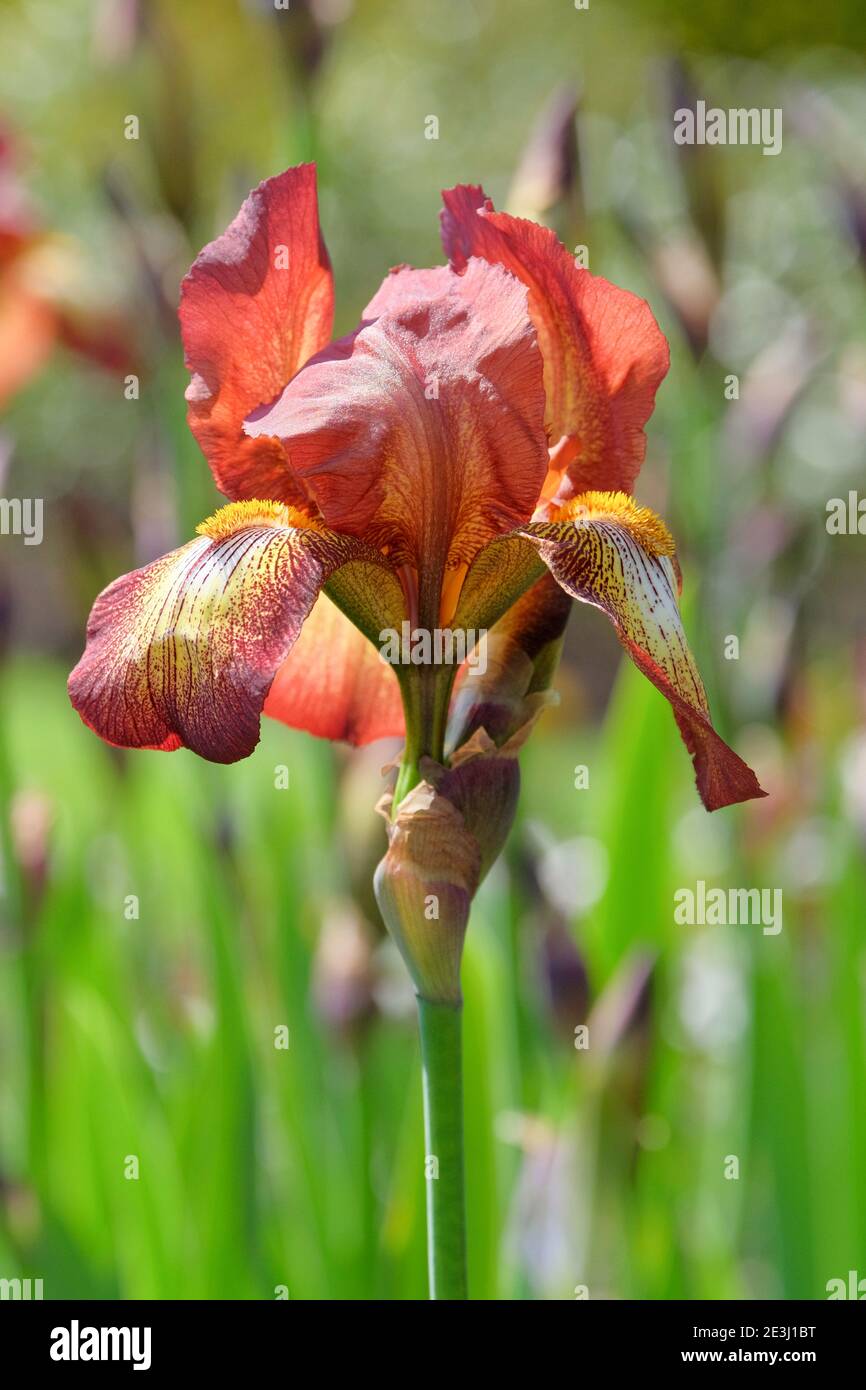 Flores en tonos cobre del iris barbudo 'kent Pride'. Iris germanica 'Kent Pride' Foto de stock