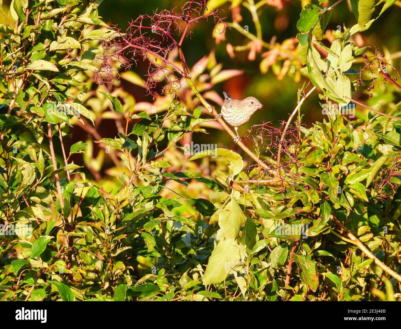 Mujer Casa Finch Bird encaramado en una rama de cepillos en El Sol de la mañana comiendo Berries junto a ella con Green Follaje y fruta en el fondo Foto de stock