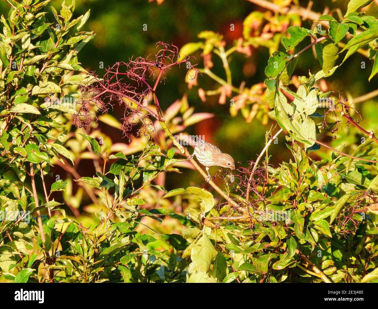 Mujer Casa Finch Bird encaramado en una rama de cepillos en El sol de la mañana se Picks en Berries junto a ella con Follaje verde y fruta en el fondo Foto de stock