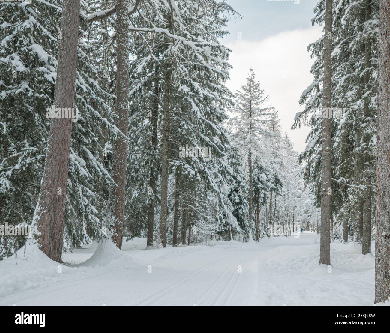 Árboles cargados de nieve en un bosque de invierno. Los árboles están cubiertos de nieve fresca en un país de las maravillas del invierno en los alpes franceses. Foto de stock