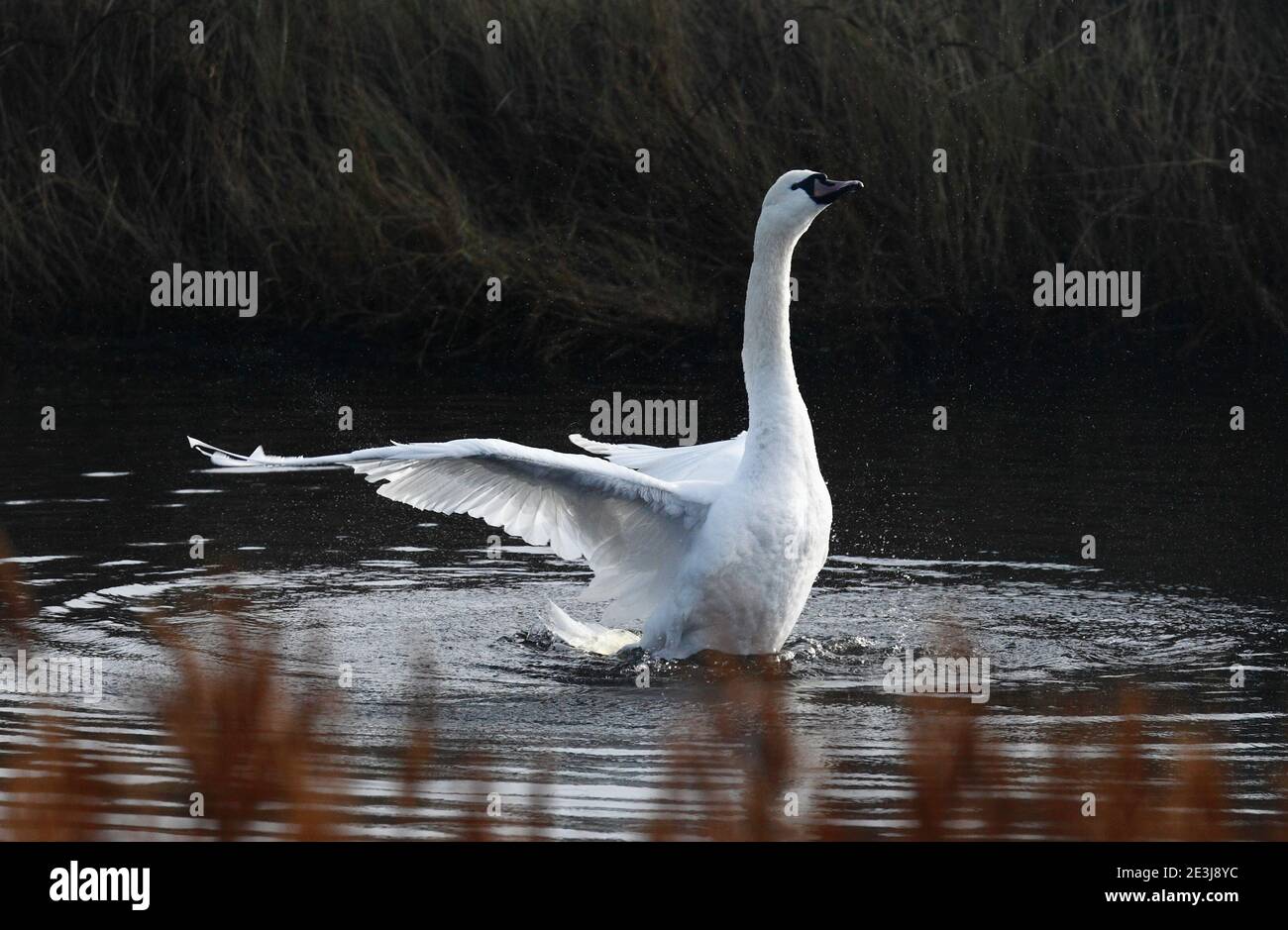 Mute el cisne Cygnus Olor en el agua estirándose y rompiendo las alas. Foto de stock