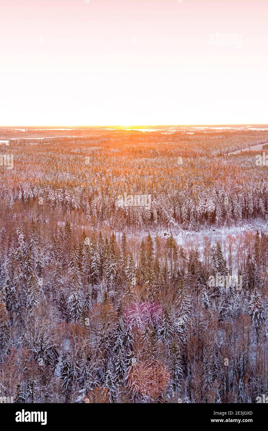 Vista del bosque de invierno cubierto de nieve desde el drone durante el amanecer Foto de stock