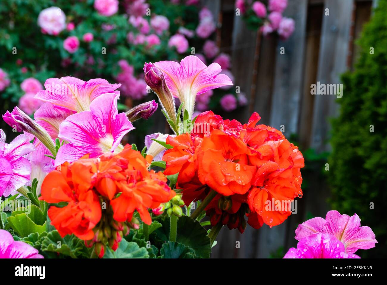 Los anuarios anaranjados brillantes tratan de robar la atención de las flores rosadas Foto de stock