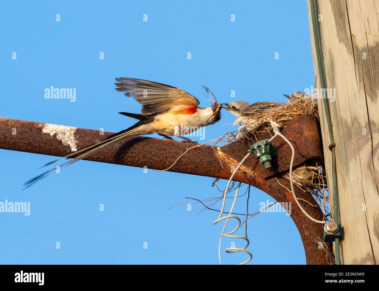 Scissor tailed bird fotografías e imágenes de alta resolución Alamy