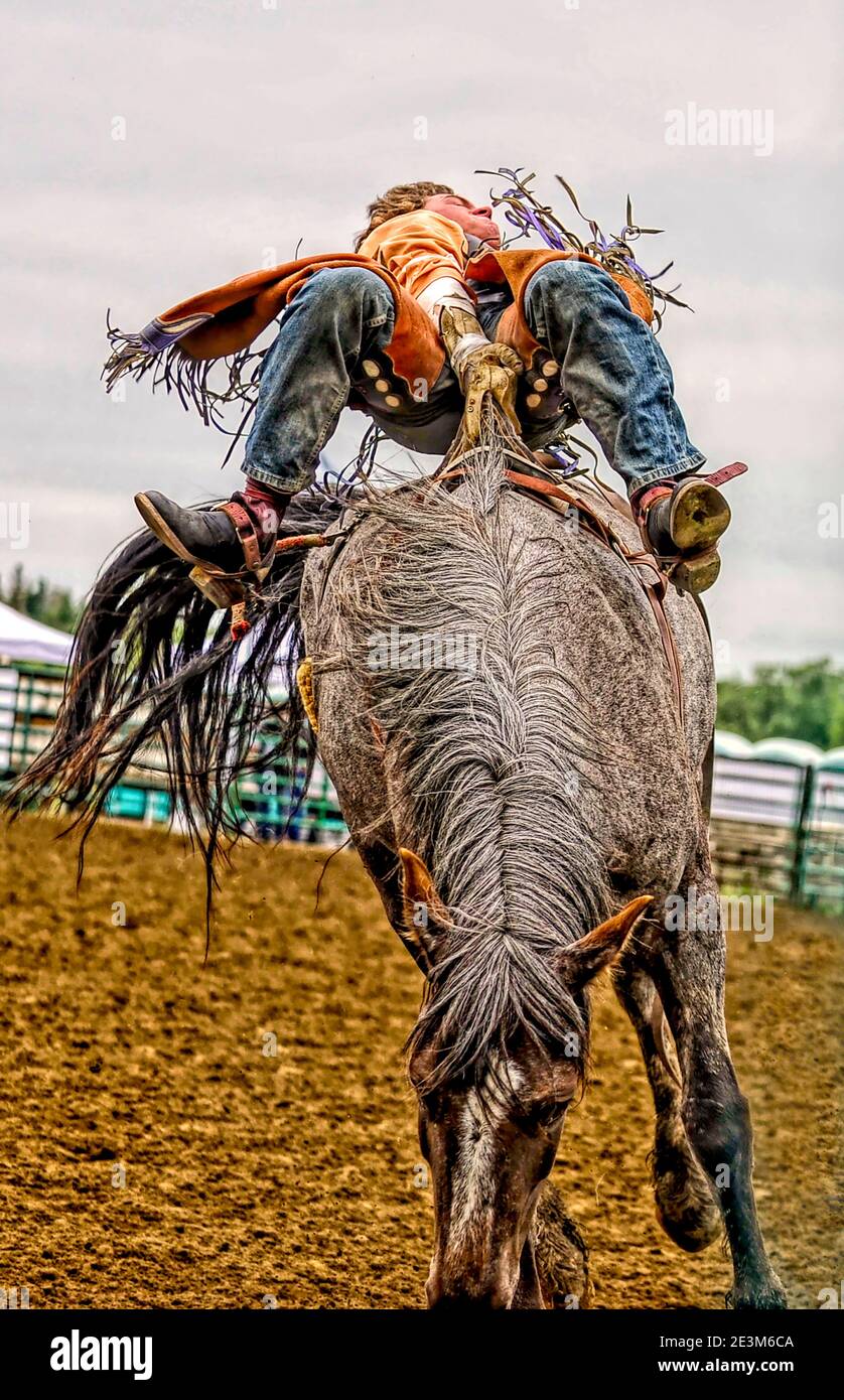 Una imagen de cerca de la acción de rodeo imagen de un jinete de caballos sin tripulación durante su paseo en un rodeo de Alberta en la zona rural de Alberta, Canadá. Foto de stock