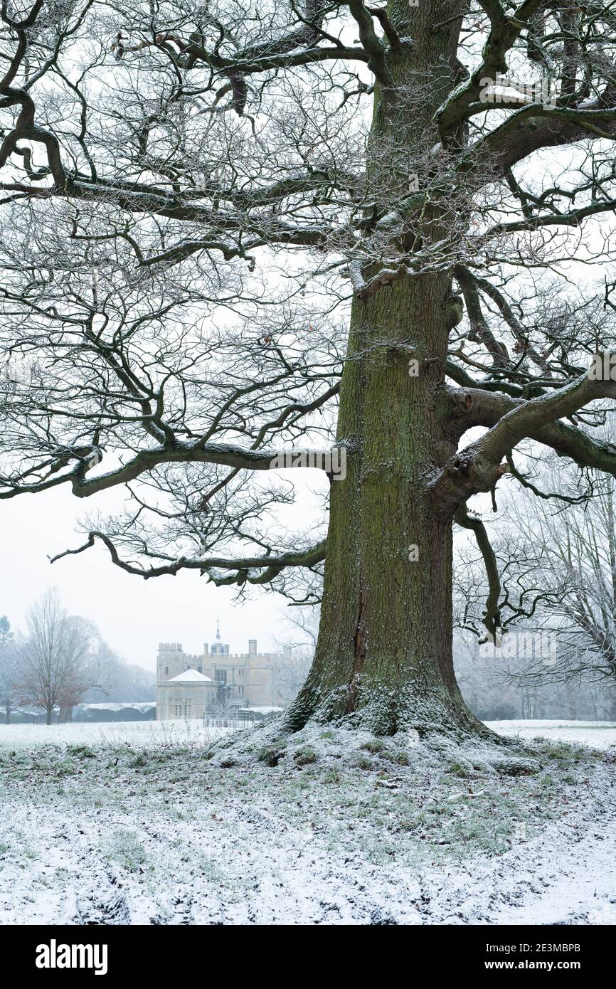 Roble en los terrenos de Rousham Park House en la nieve de invierno. Rousham, Oxfordshire, Inglaterra Foto de stock