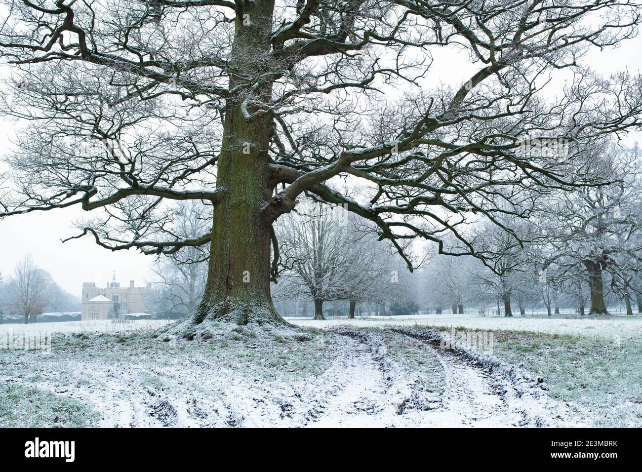 Robles en los terrenos de la casa Rousham Park en la nieve de invierno. Rousham, Oxfordshire, Inglaterra Foto de stock