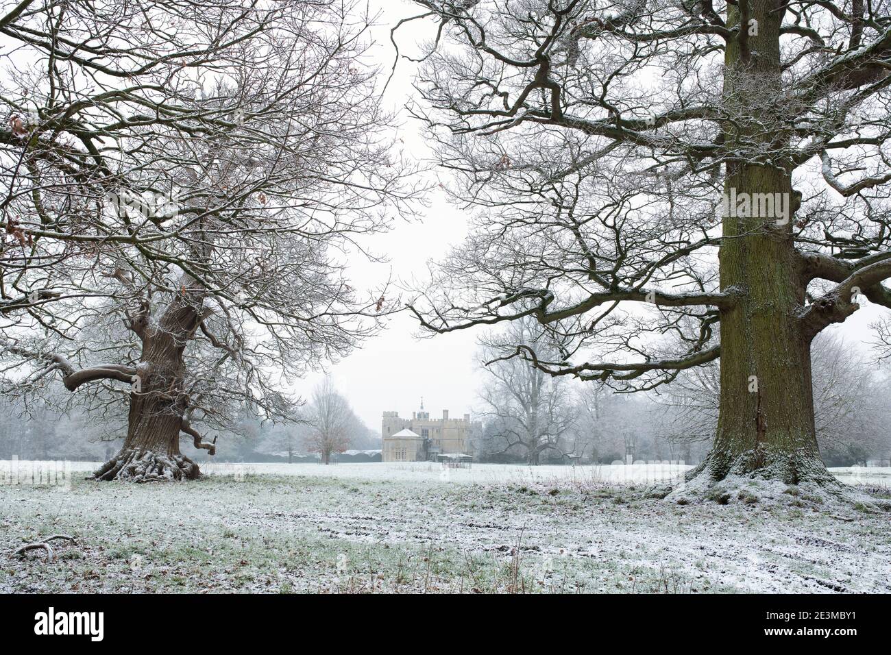 Robles en los terrenos de la casa Rousham Park en la nieve de invierno. Rousham, Oxfordshire, Inglaterra Foto de stock