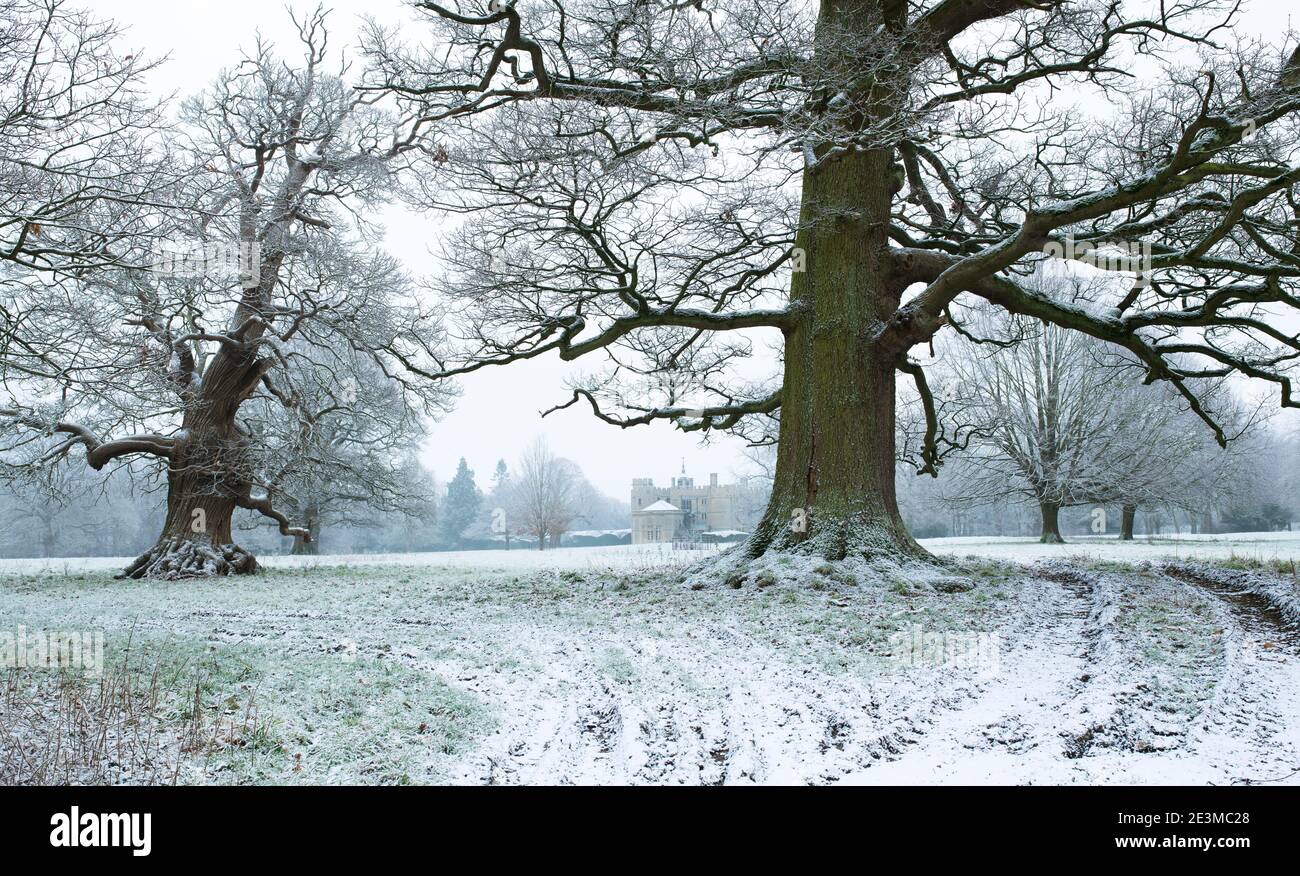 Robles en los terrenos de la casa Rousham Park en la nieve de invierno. Rousham, Oxfordshire, Inglaterra Foto de stock