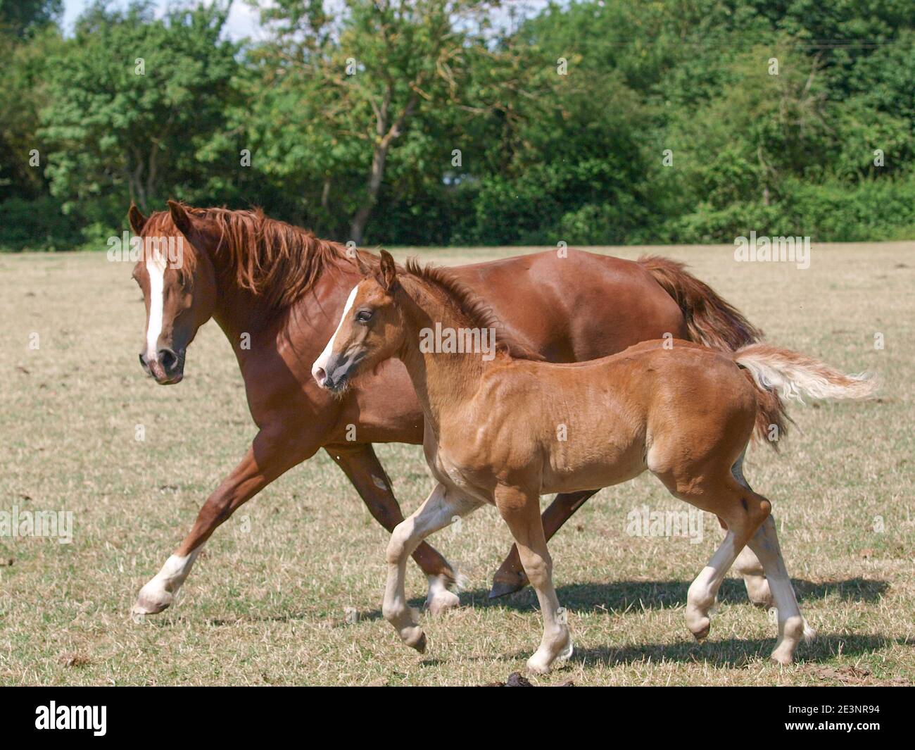 Una yegua galesa y un foal que atraviesa un paddock Foto de stock