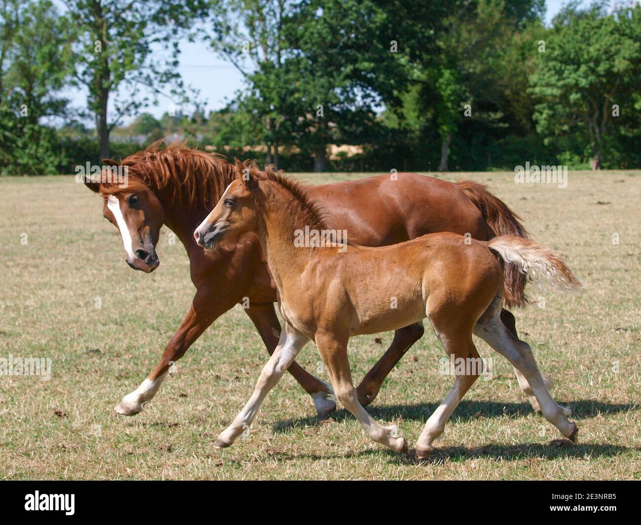 Una yegua galesa y un foal que atraviesa un paddock Foto de stock