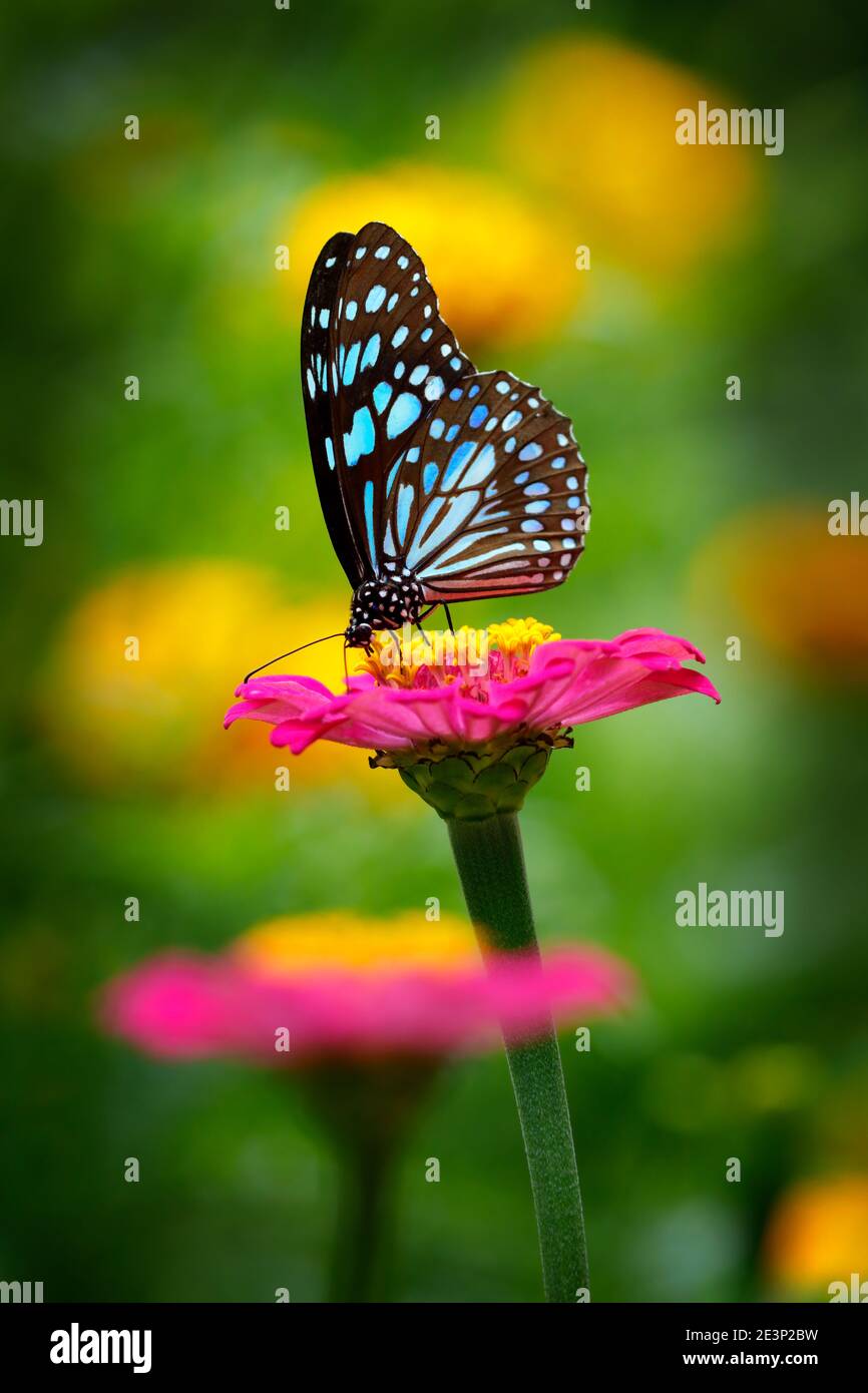 Mariposa de tigre azul en una flor de zinnia rosa con oscuro fondo amarillo Foto de stock