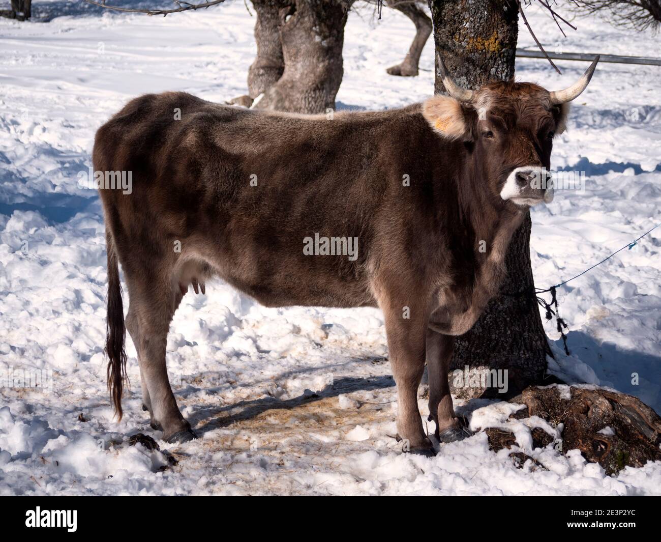 Vista horizontal de la carne de vaca en los pastos de invierno y fresnos en el fondo. Foto de stock