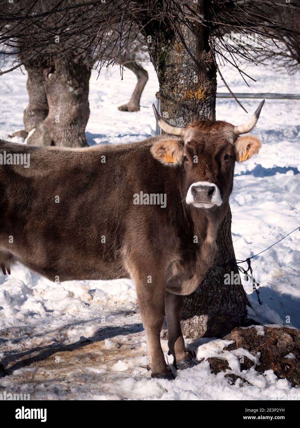 Vista vertical de la carne de vaca en los pastos de invierno y fresnos en el fondo. Foto de stock