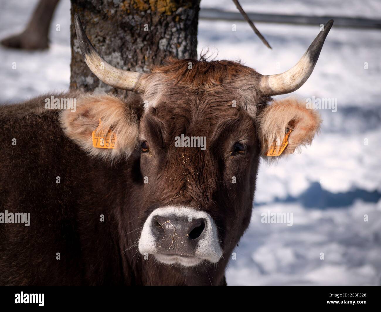 Primer plano de la cara de una hermosa vaca de carne en el fondo de invierno. Foto de stock