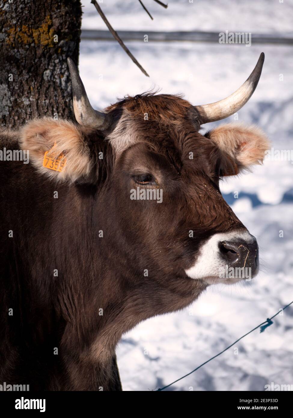 Vista vertical de la cara de una hermosa vaca de carne en el fondo de invierno. Foto de stock