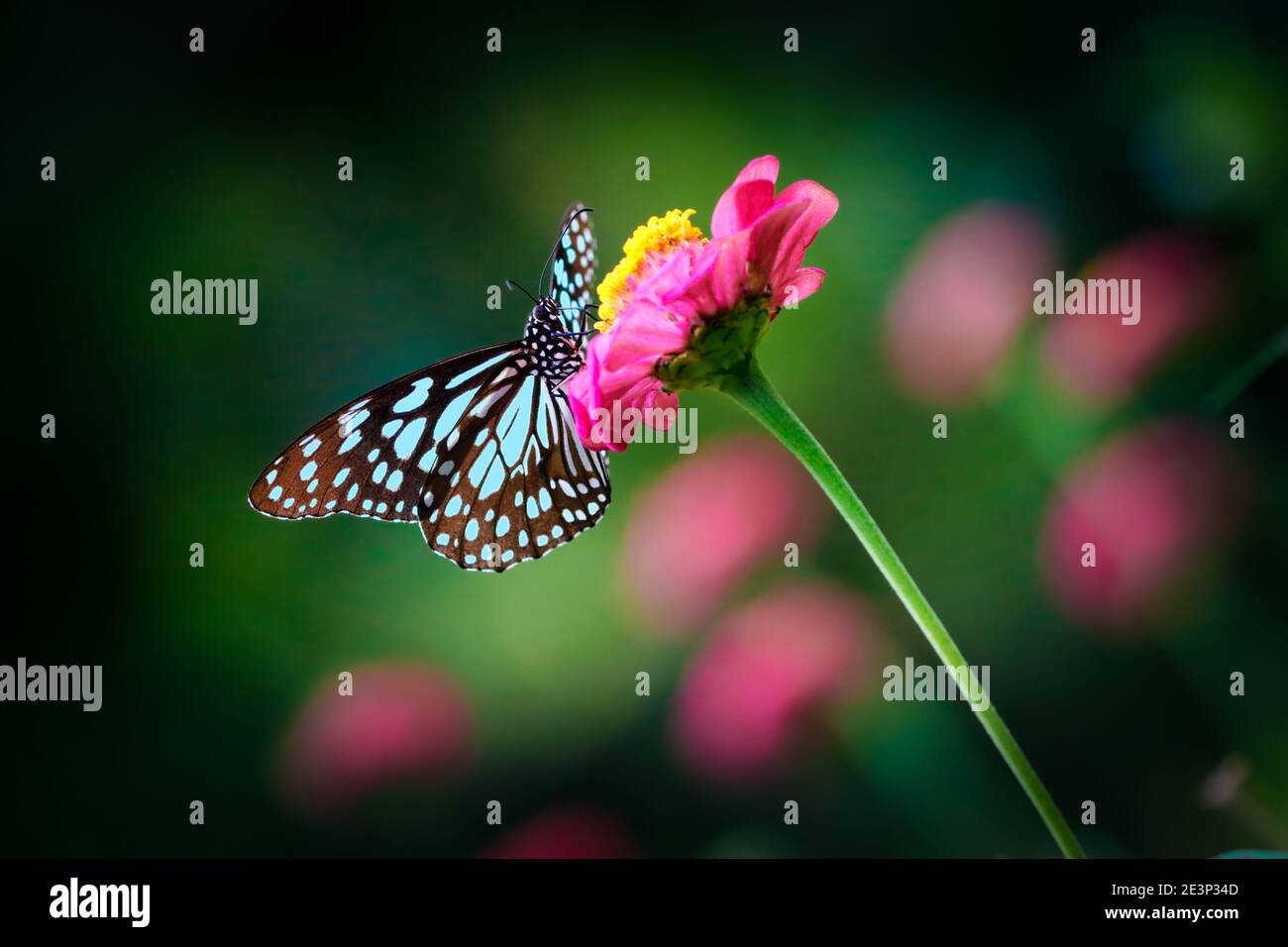 Mariposa de tigre azul en una flor de zinnia rosa con oscuro fondo rosa verde Foto de stock