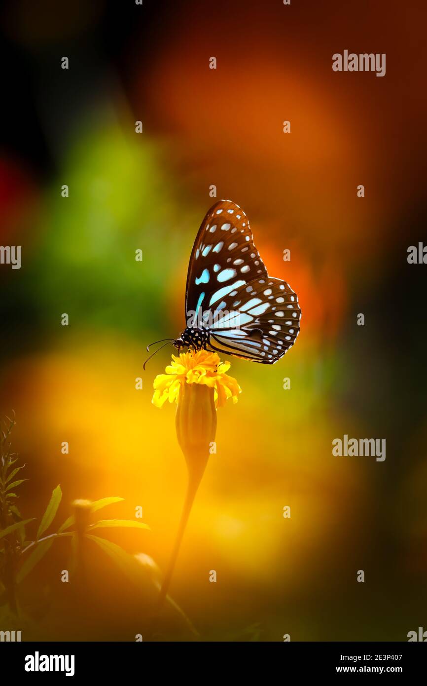 Mariposa de tigre azul en una flor amarilla de color marígo con oscuro fondo colorido Foto de stock