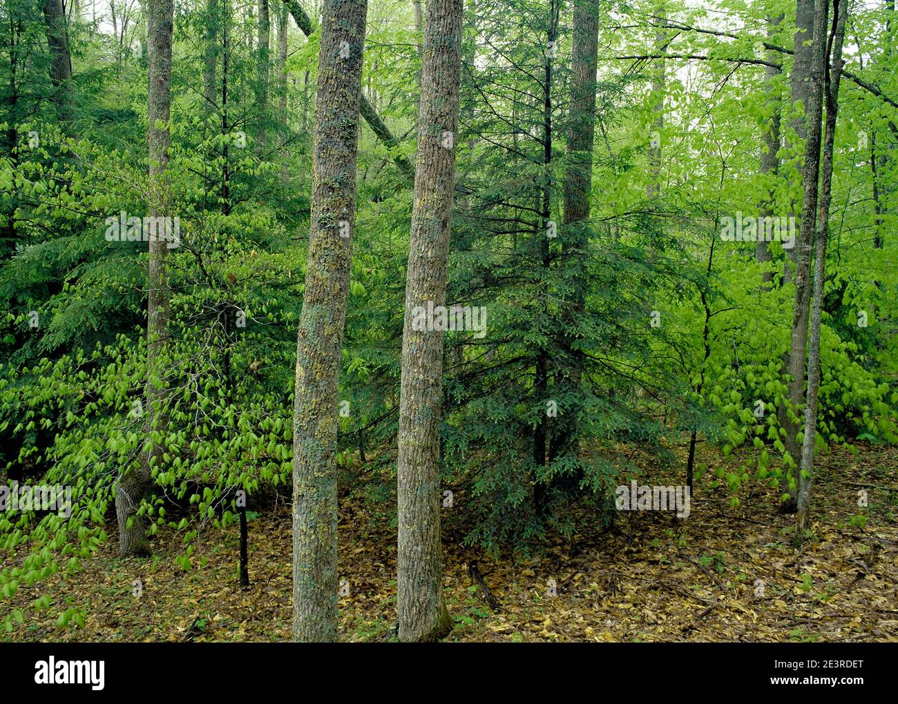 Bosque de primavera de árboles de frondosas del norte en el Parque