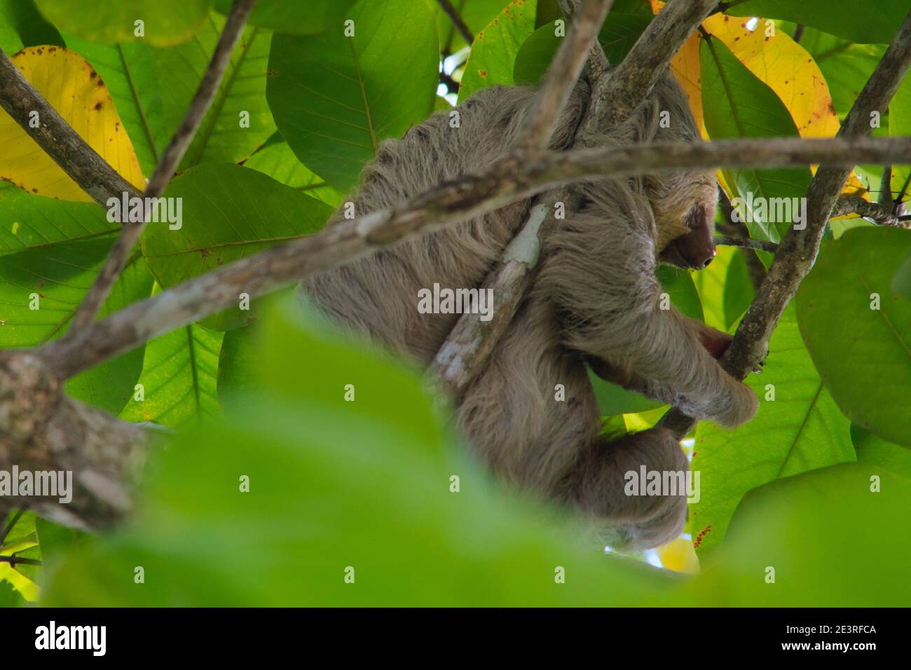 pereza trepando en un árbol en costa rica Foto de stock