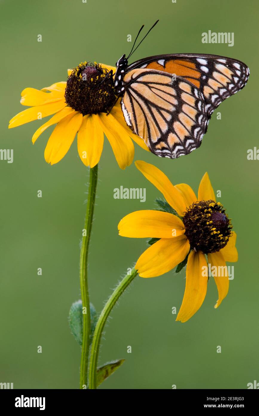 Mariposa de Virrey (Limenitis archippus) alimentándose de las flores de Susans de ojos Negros (Rudbeckia hirta), EE.UU., por Skip Moody/Dembinsky Photo Assoc Foto de stock