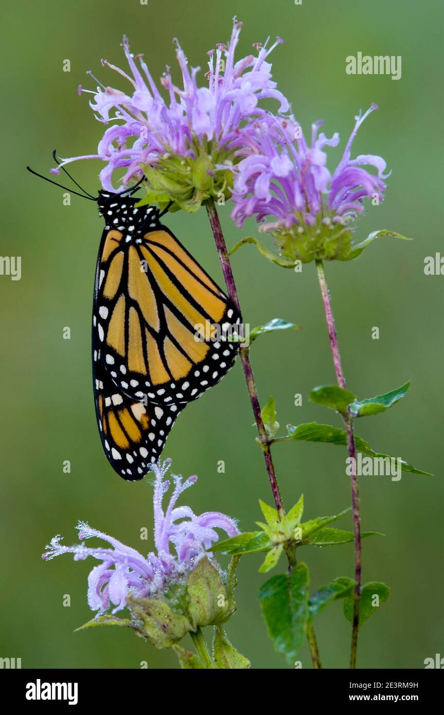 Mariposa monarca (Danaus plexippus) alimentándose del néctar de Bergamot salvaje (Monarda fistulosa), E USA, por Skip Moody/Dembinsky Photo Assoc Foto de stock