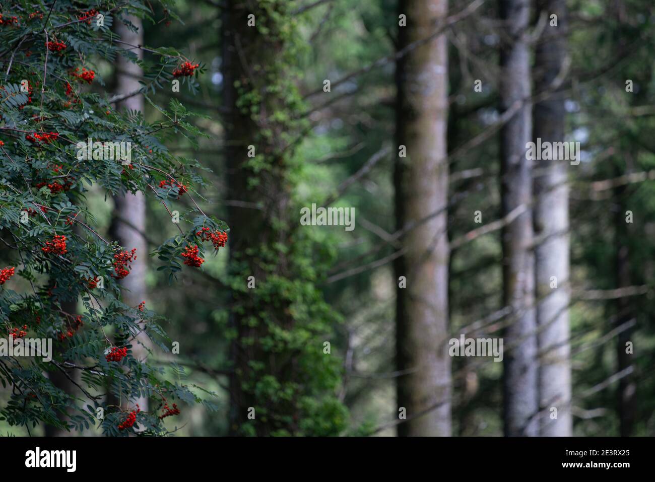 Bosques de cornualles hermosos árboles en el suroeste de Inglaterra reino unido Foto de stock