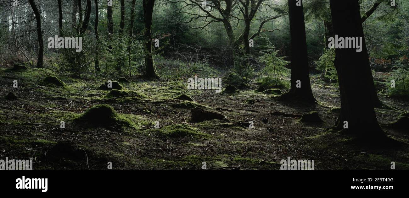 Bosques de cornualles hermosos árboles en el suroeste de Inglaterra reino unido Foto de stock