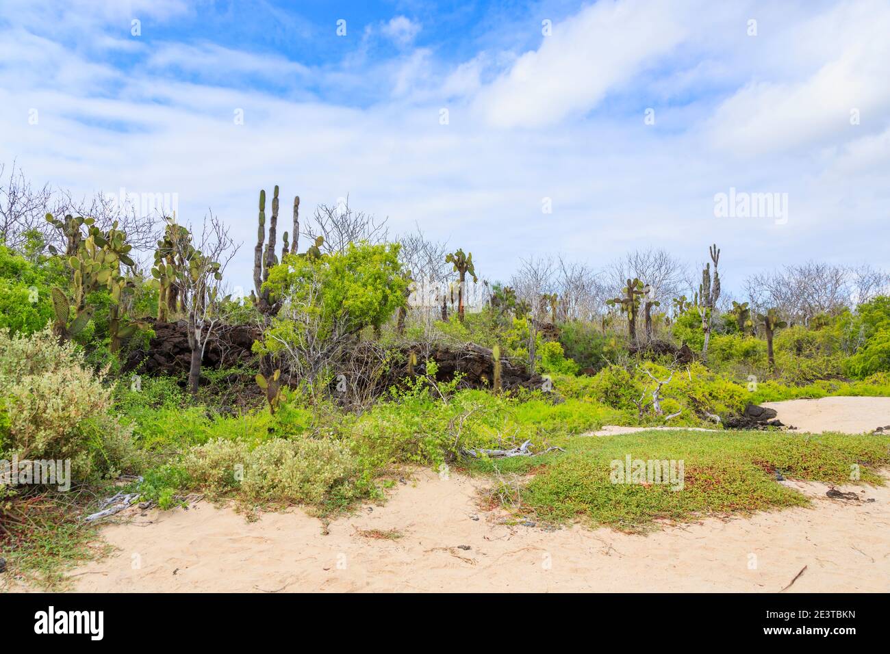 Playa de arena y vegetación costera típica con cactus Opuntia en la colina del Dragón, Isla Santa Cruz, Islas Galápagos, Ecuador, Sudamérica Foto de stock