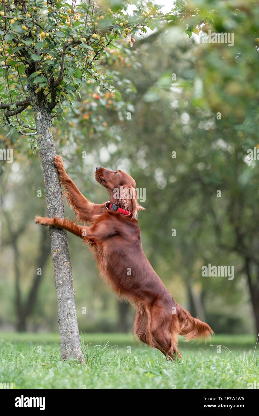 Perro rojo irlandés que intenta llegar a las manzanas árbol al aire libre actividad juegos en la naturaleza Foto de stock