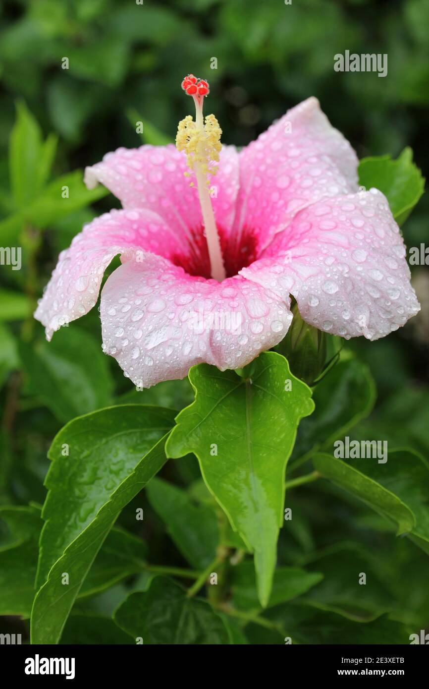 Hibiscus chino Hibiscus rosa-sinensis - cubierto de gotas de lluvia Foto de stock