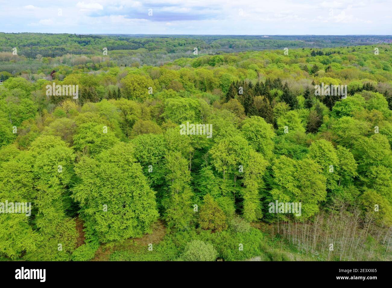 Wald von oben, Luftaufnahme, Laubwald, Mischwald, madera, bosque, Deutschland, Norddeutschland, Schleswig-Holstein, Alemania Foto de stock