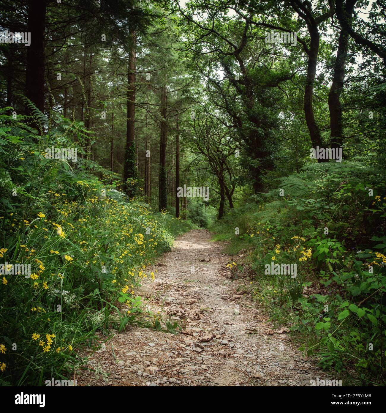 Bosques de cornualles hermosos árboles en el suroeste de Inglaterra reino unido Foto de stock