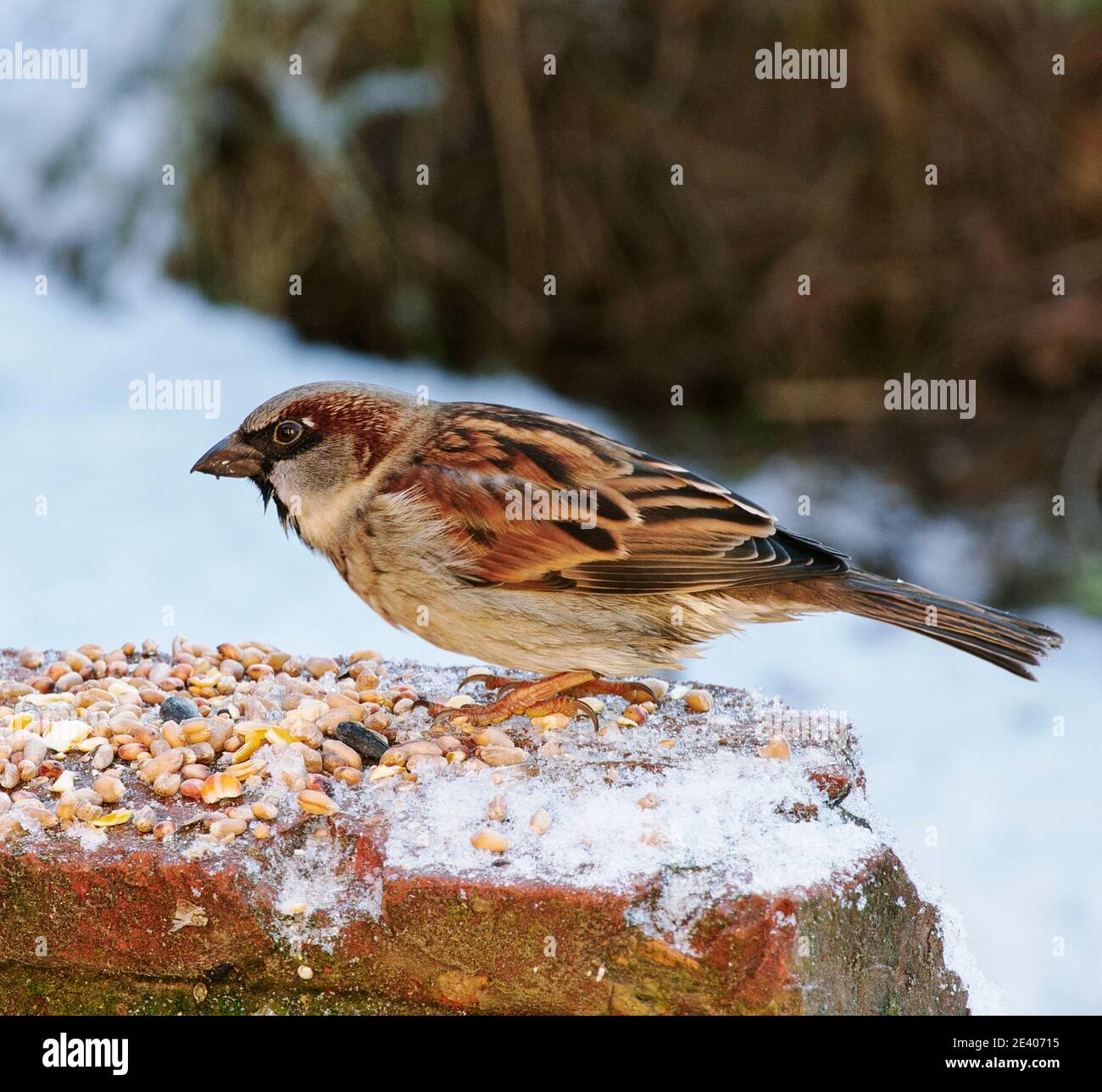 Las aves del jardín dependen de la alimentación de aves durante los inviernos duros en el REINO UNIDO Foto de stock