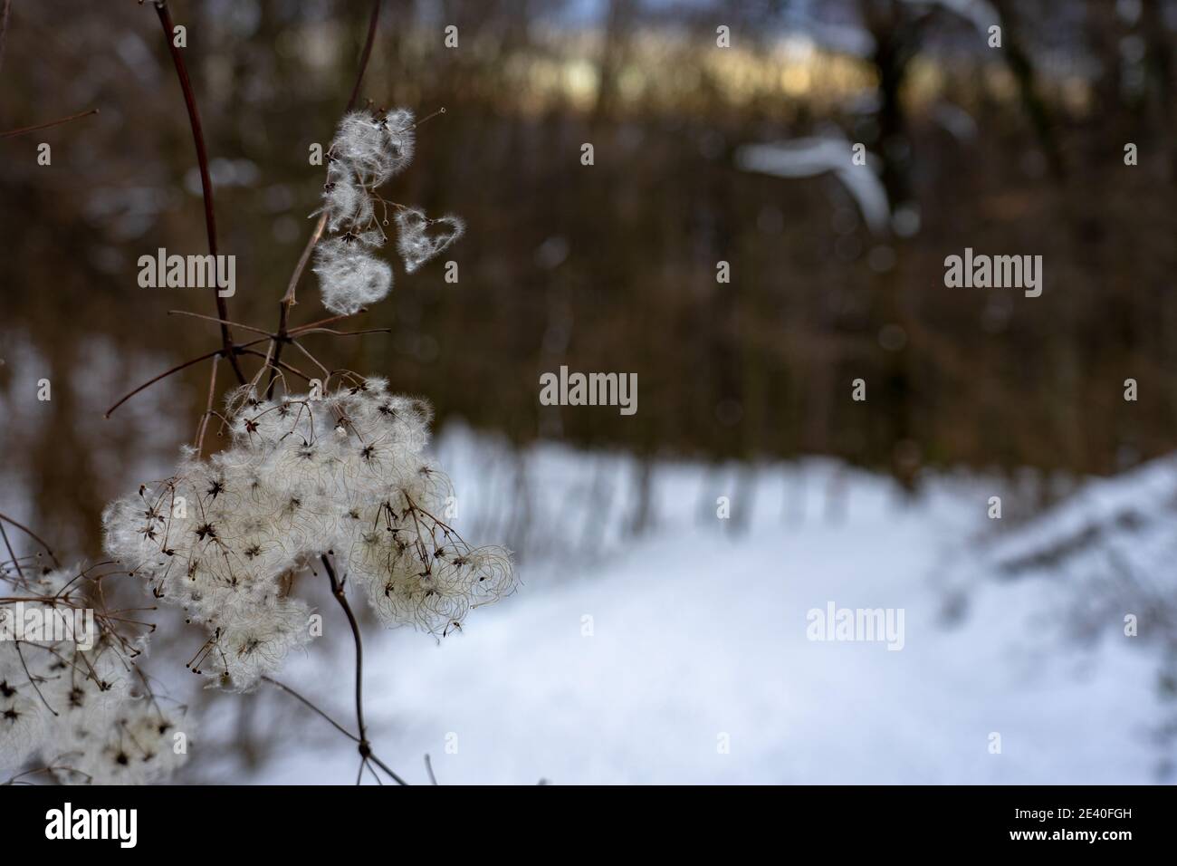 clematis vitalba vainas suaves y esponjosas semillas difusas en invierno bosque Foto de stock
