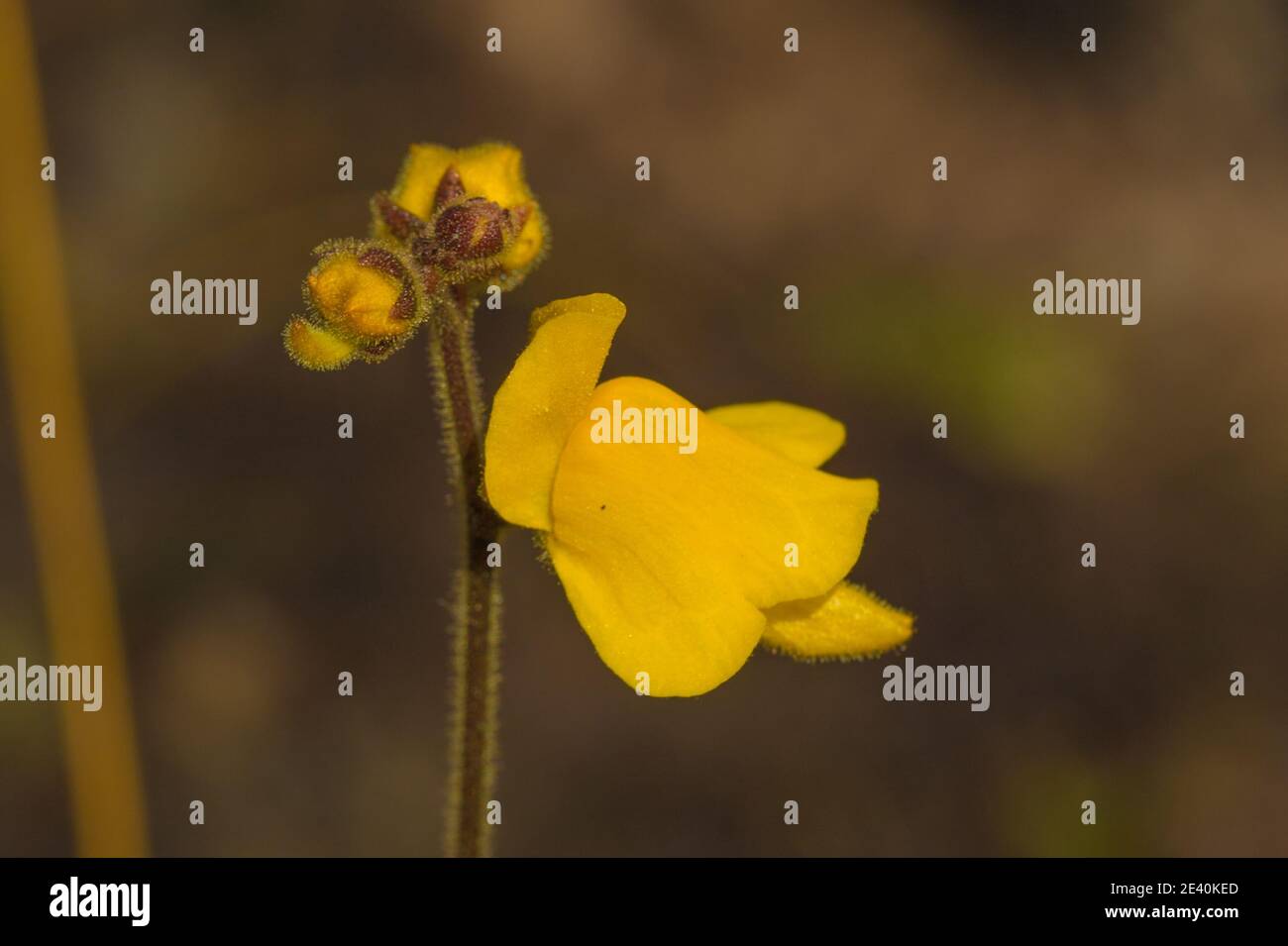 Cerca de la flor amarilla de Genlisea aurea (una planta de Corkscrew) en hábitat natural en la Serra do CIPO en Minas Gerais, Brasil Foto de stock