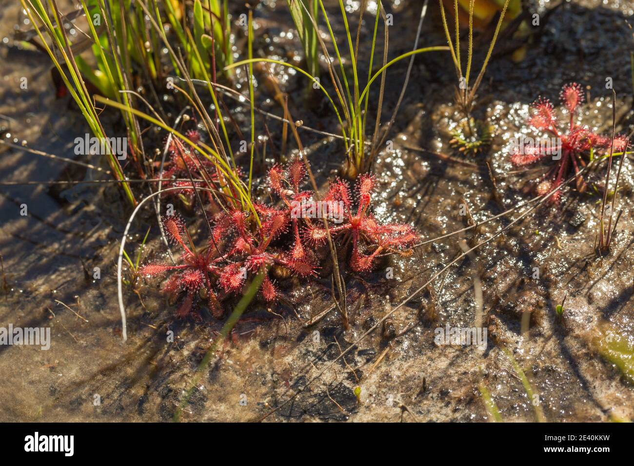 Plantas rojas de Drosera communis en hábitat húmedo en el Parque Nacional Serra do CIPO en Minas Gerais, Brasil Foto de stock