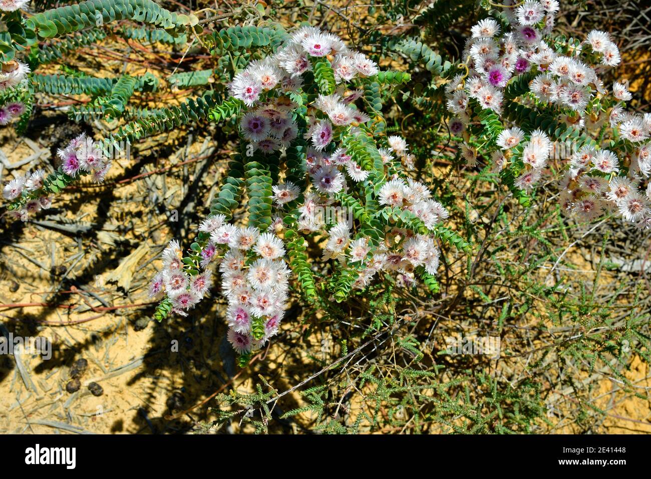 Australia, flor de Verticordia oculata, endémica en Australia Occidental Foto de stock