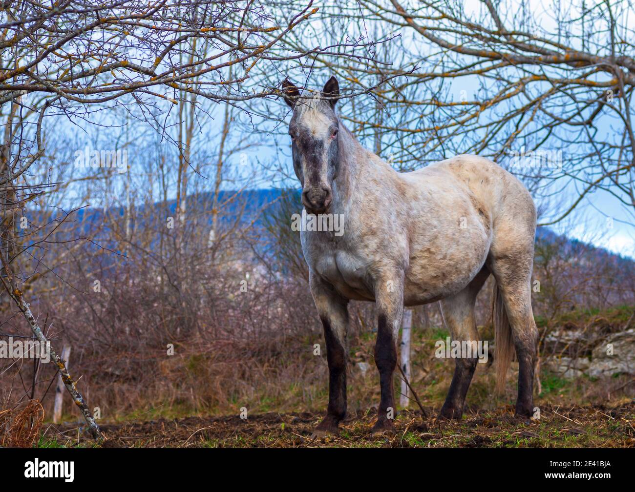 Retrato de caballo blanco. Caballo blanco en libertad.Occitanie,Francia Foto de stock