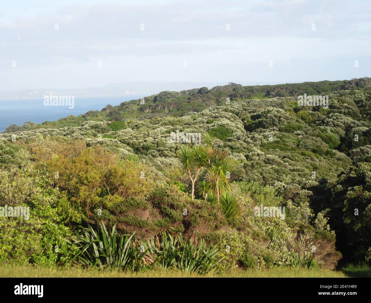 Bosque regenerado en la Isla Tiritiri Matangi, esta isla carece de depredadores introducidos, Nueva Zelanda, Isla Norte, Isla Tiritiri Matangi Foto de stock