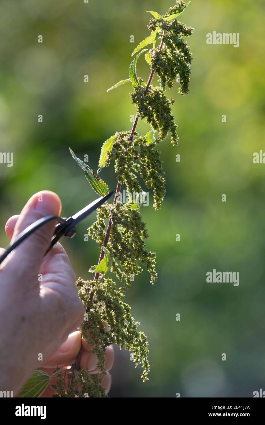 Ortiga picante (Urtica dioica), planta hembra con cabezas de semilla se cosecha con tijeras, Alemania Foto de stock