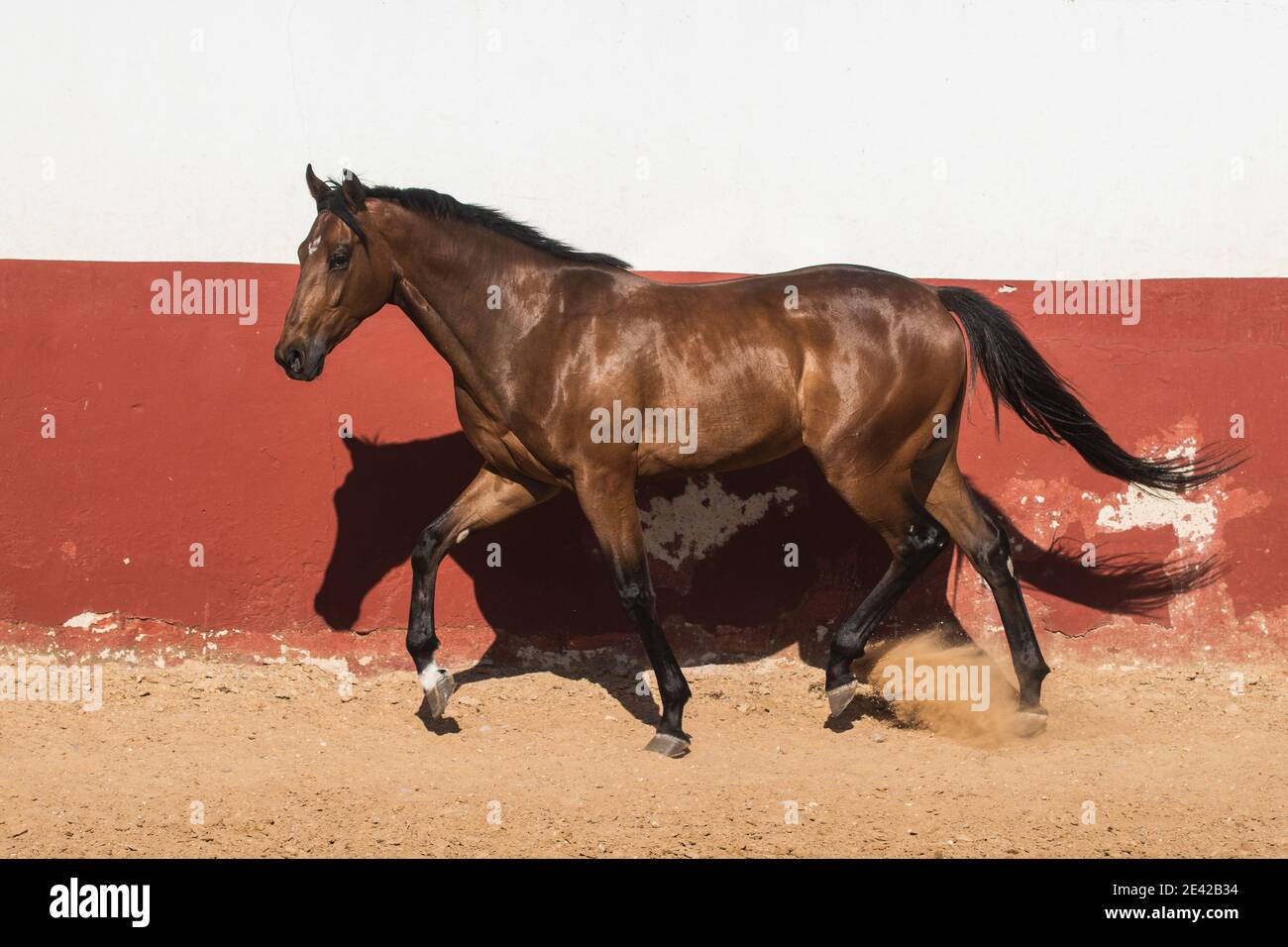 Hermoso marrón gelding caballo pura sangre trotar en libertad Foto de stock